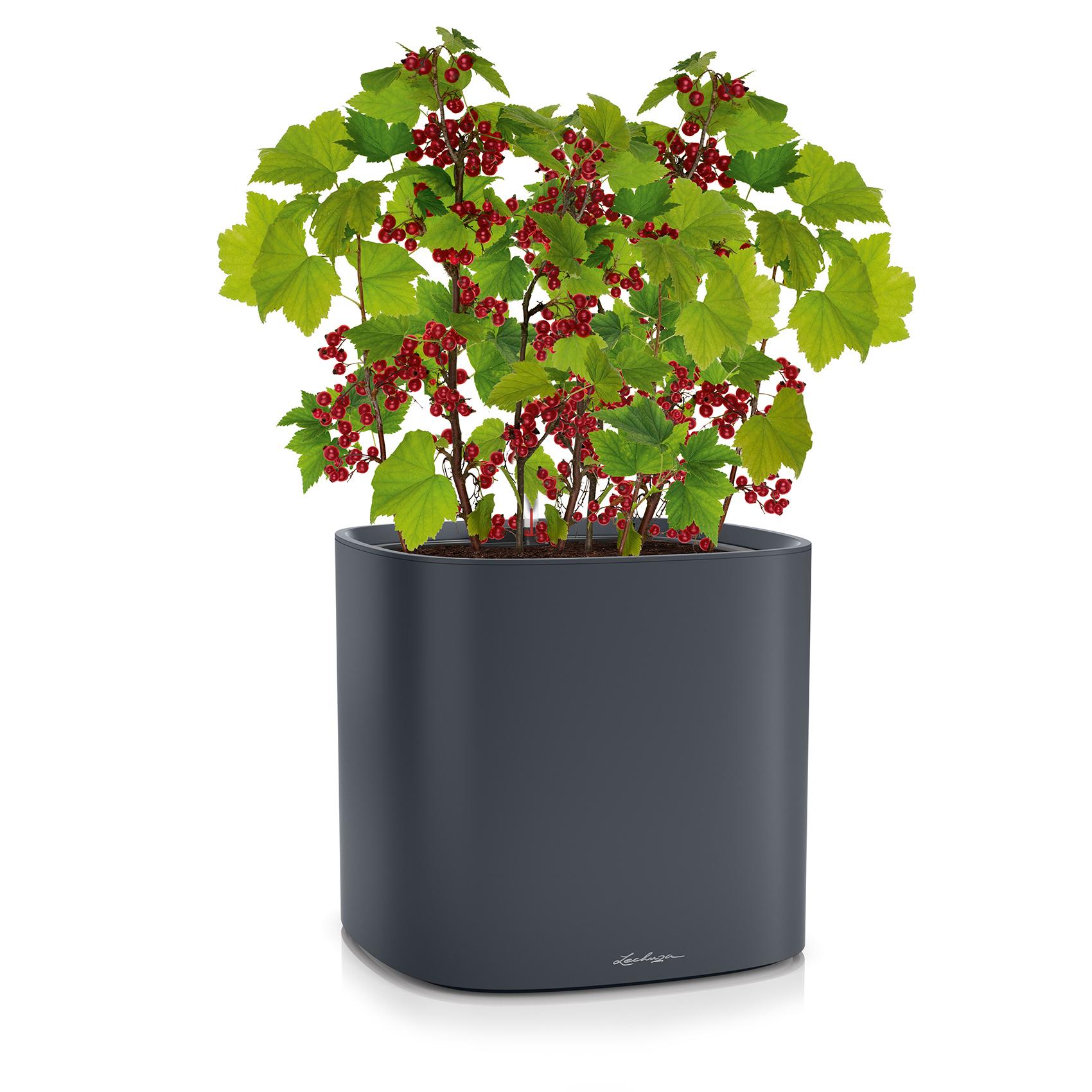 PILA Color Planter slate